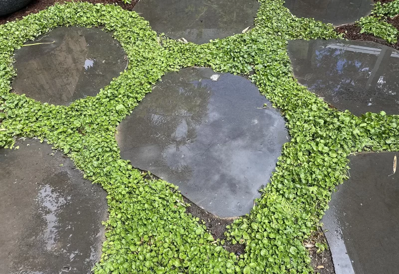 Basalt stepping pavers with Diachondra planting